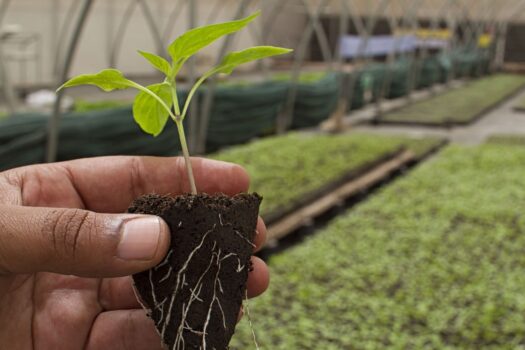 Coronacrisis maakt cruciale rol van de Werkgeverslijn land- en tuinbouw in agrarische sector nog meer duidelijk