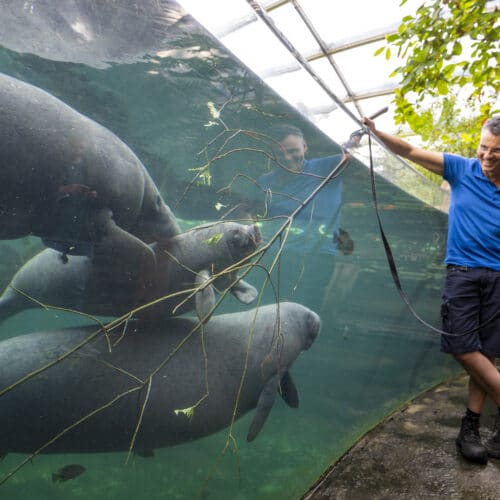 Zeekoeien vieren jubileum met malse takken