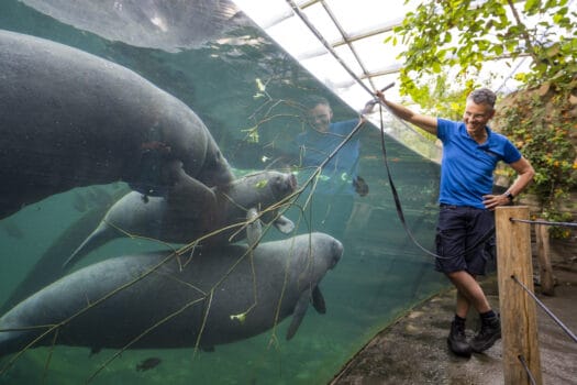 Zeekoeien vieren jubileum met malse takken