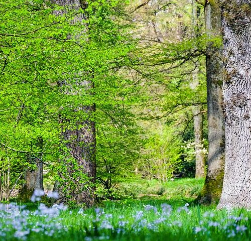 Jong en oud komt bomen planten op Laarberg