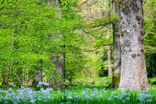 Jong en oud komt bomen planten op Laarberg