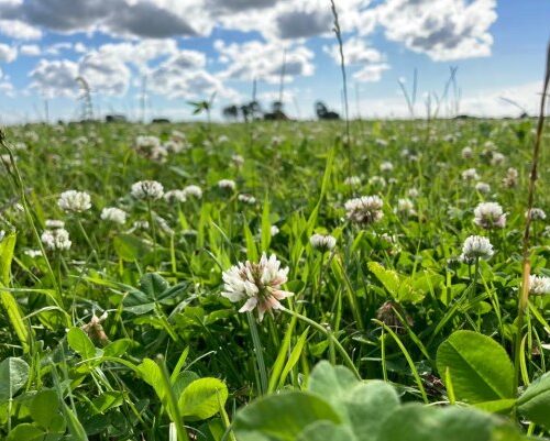 Zaaiseizoen van start met 400 hectare kruidenrijk grasland voor Overijssel