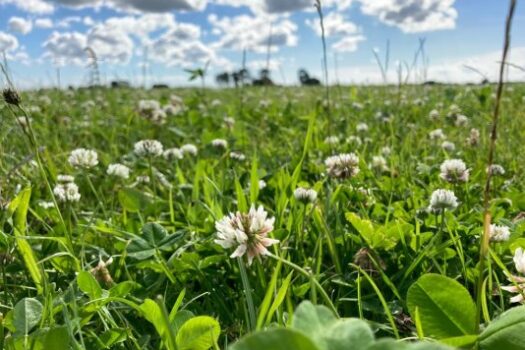 Zaaiseizoen van start met 400 hectare kruidenrijk grasland voor Overijssel