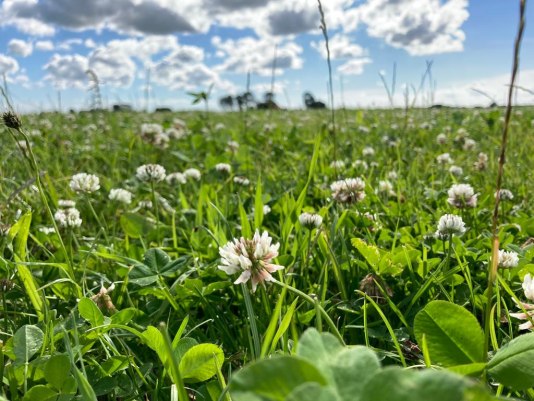 Zaaiseizoen van start met 400 hectare kruidenrijk grasland voor Overijssel
