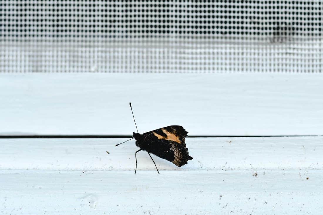 Screens: jouw ultieme bescherming tegen zon en insecten