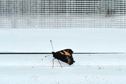 Screens: jouw ultieme bescherming tegen zon en insecten