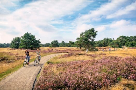 570.000 betalende bezoekers voor Het Nationale Park De Hoge Veluwe in 2025